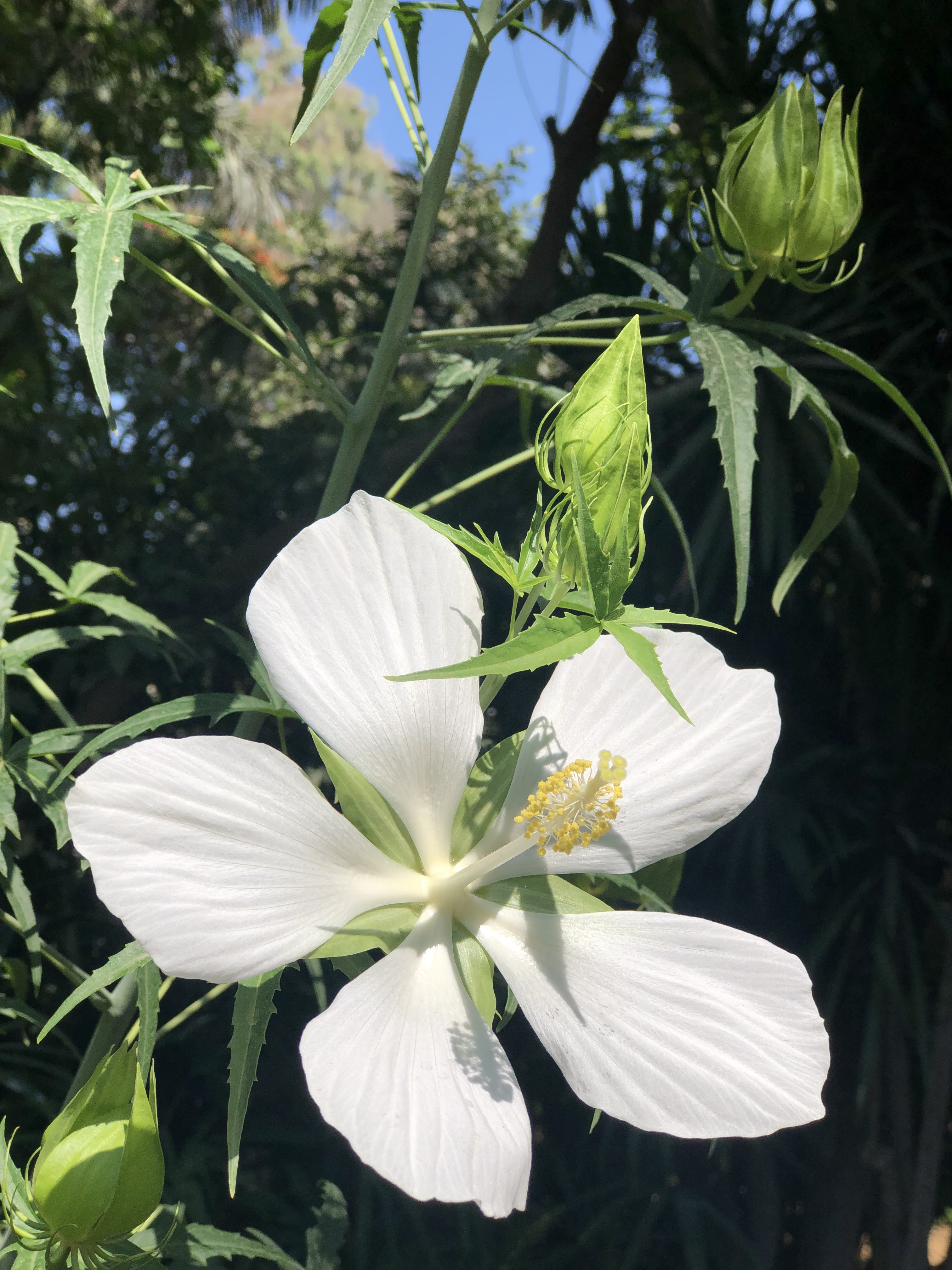 Hibiscus coccineus
